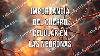 Importancia del cuerpo celular en las neuronas [upl. by Adamson]