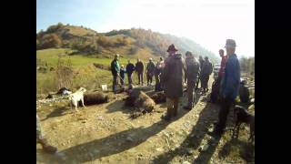 Toamna lavanatoare de mistreti Wild boar hunting in autumn [upl. by Addie]