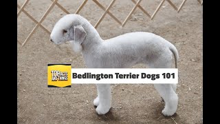 Bedlington Terrier Dogs 101 [upl. by Navek]