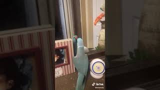 Tiktok quotWhat are you doingquot Parrot [upl. by Okoy]