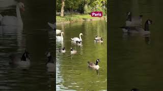 Paris Barques du lac Daumesnil [upl. by Templeton672]