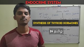 9 Synthesis of Thyroid hormones T3 and T4 in Tamil  Endocrine system [upl. by Dre]