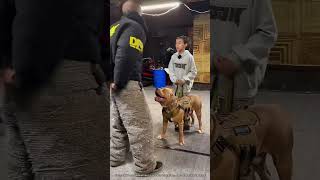 Un Chien Militaire Montre Ses Compétences 🤯 expliqué [upl. by Natividad]