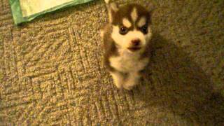 Husky puppossibly worlds smallestquot Remmyquot 8 wk old Husky pup Sits and speaks on command [upl. by Eneleoj]