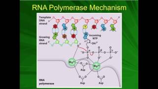 mRNA Processing The 57methylguanosine Cap [upl. by Adnaugal]