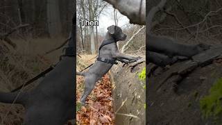 Cane Corso Puppy grows up look at the result 😍 canecorso [upl. by Eijneb]