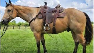 LTL Honey Gallo 2017 AQHA Gelding [upl. by Eikcaj205]