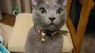 my russian blue cat [upl. by Adrienne2]