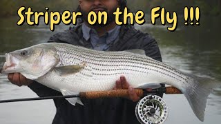 BIG Mountain River Striper on the Fly  Another COLD and MUGGY day Produces BIG [upl. by Nema]