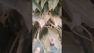 Ficus virens Pilkhan پلکن [upl. by Lynelle572]