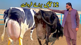 Girlando Cow In Punjab  Cow For Sale At Subhan Dairy Farm  HF Cow  Pk Janwar Mandi [upl. by Llevron]