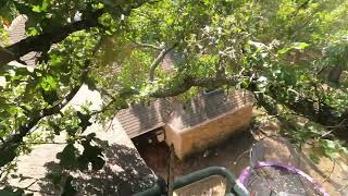 Nifty Lift Tree Limb Removal Over a House 1024 [upl. by Mannes]