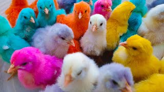 Cute Colorful Chicks  Lovely Hen Baby Chicks  Colour Chick Video  Many Coloured Chicken Baby [upl. by Noreen]