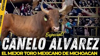 ES CONSIDERADO EL MEJOR TORO DE MICHOACÁN Y ES MUY TEMIDO  El canelo Álvarez de Ranc los Cerritos [upl. by Aniryt]