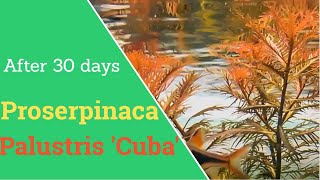 Proserpinaca Palustris cuba 30 day timelapse  Mermaid Weed [upl. by Arahahs63]