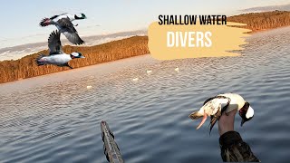 Shallow Water DIVERS  Solo Public Land Hunt Limited Out [upl. by Aural]