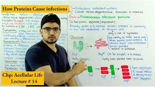 Prions  Proteinaceous infectious particles  Spongiform Encephalopathy [upl. by Herstein385]