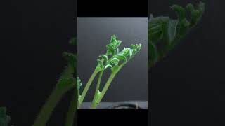 Chickpea Germination TimeLapse chickpeas garden food apple timelape [upl. by Shurlocke]