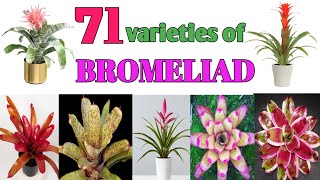 71 Bromeliad Plant Varieties Plant and Planting [upl. by Maker]