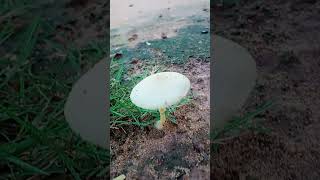 Big Mushroom of Sri Lanka  යෝධ බ්ම්මල [upl. by Ankney26]