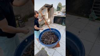 Minha composteira depois de mais 1 mês composting horta alimentaçãosaudável composteira adubo [upl. by Llenaej]