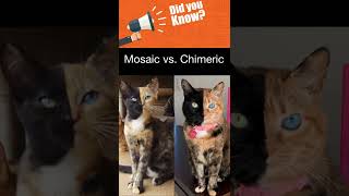 Mosaic vs Chimeric [upl. by Alohs517]