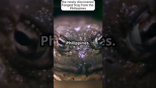 Giant Fanged Frog that Fooled Scientist science wildlife frog [upl. by Harlamert]