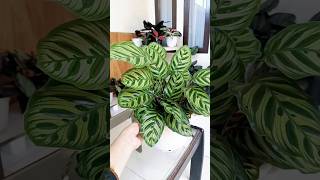 calathea makoyana asli tp seperti bunga artificial tanamanhias calathea makoyana plants [upl. by Ethelind196]