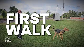 How to Stop Any Leash Problem with Any Dog on Day 1 [upl. by Linell]