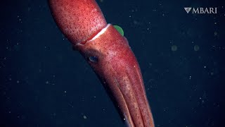 Deepsea sighting The strawberry squid’s mismatched eyes are the perfect pair [upl. by Gernhard17]