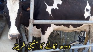 How to Process of milk  American Brahman cow  American cow  Red Brahman cow  Animals  Cows [upl. by Dnyletak]