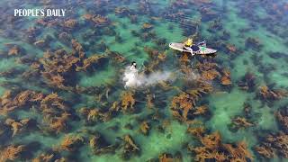 Pure tranquility in S China where an underwater forest meets the crystalclear glassy sea [upl. by Knick]