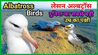 Albatross Ke bare mein jankari Characteristics and interesting facts About Albatross in Hindi [upl. by Pearson645]