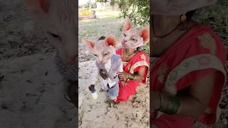 🍚🍚Lalla Lalla Lori Lalla kare Tamasha 🍚🍚🍚😭😭😭🍚🍚🍚😂😂😂🍚🍚🍚🍚 funny cute viral [upl. by Rehpotsirahc]