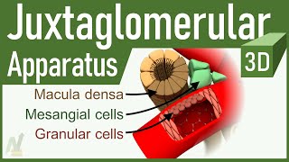 Biomembran  Aufbau und Funktion [upl. by Eneiluj]