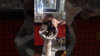 KACHINAS IN LOVE kittens catland feralcats cats [upl. by Carrick]