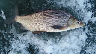 How to catch Lake Whitefish  Underwater Action Shots [upl. by Ettenot744]