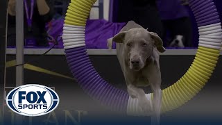 Hogan the Weimaraner wins the 24quot class in the Masters Agility Championship  Westminster [upl. by Leonie855]