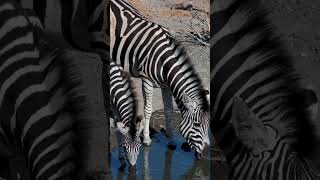 Thirsty Striped Horses africanwildlife [upl. by Schonthal]