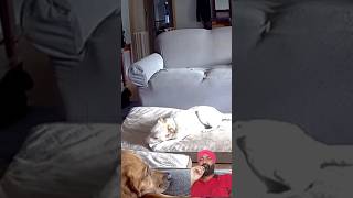 Dog dogslife pets  pets owner puppyshortvideos puppy [upl. by Odell618]