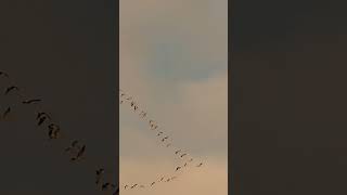 Pink footed geese [upl. by Lalib978]