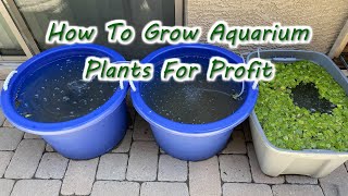 How To Grow Aquarium Plants For Profit [upl. by Adlitam]