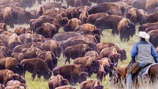 How US Ranchers Raise Thousands Of Bison  Bison Farming Documentary [upl. by Jaunita]