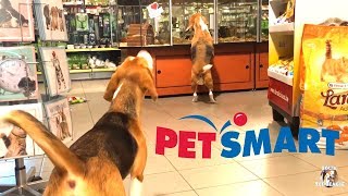 Funny Dogs at Petsmart WITHOUT A LEASH Funny Beagles Louie amp Marie [upl. by Eelarac]