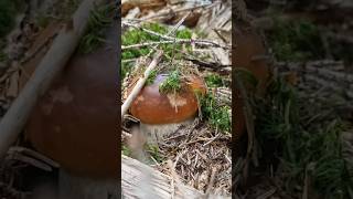 Funghi porcini Alpi porcini nature funghiporcini mushroom boletus borowiki белыегрибы grzyby [upl. by Jovitta882]