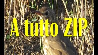 CACCIA A tutto ZIP NINACC HIUNT SONG THRUSH HUNTING 28 GAUGE [upl. by Buyers]