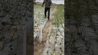 Hammer Precast Cement Piles Into Earth In Field [upl. by Aara]