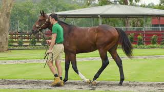 2020 Inglis Melbourne Premier Yearling Sale Lot 521 [upl. by Anon]