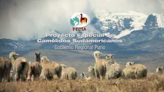 SPOT PECSA GOBIERNO REGIONAL PUNO [upl. by Pliam]