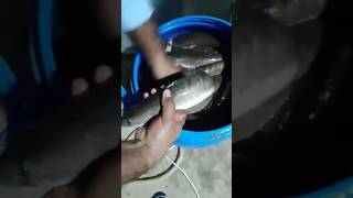 Fish caught video fish fishing shorts short shortvideo fishingvideo phonk remix [upl. by Aicilaana277]